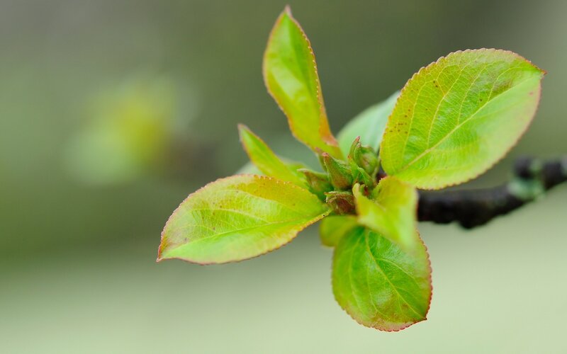 New Green Leaves on Branch — Serene, Spring