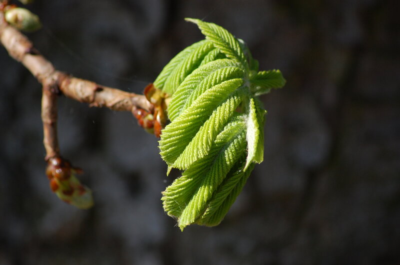 New Green Leaves on Branch — Serene
