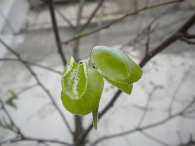 New Green Leaves on Branch