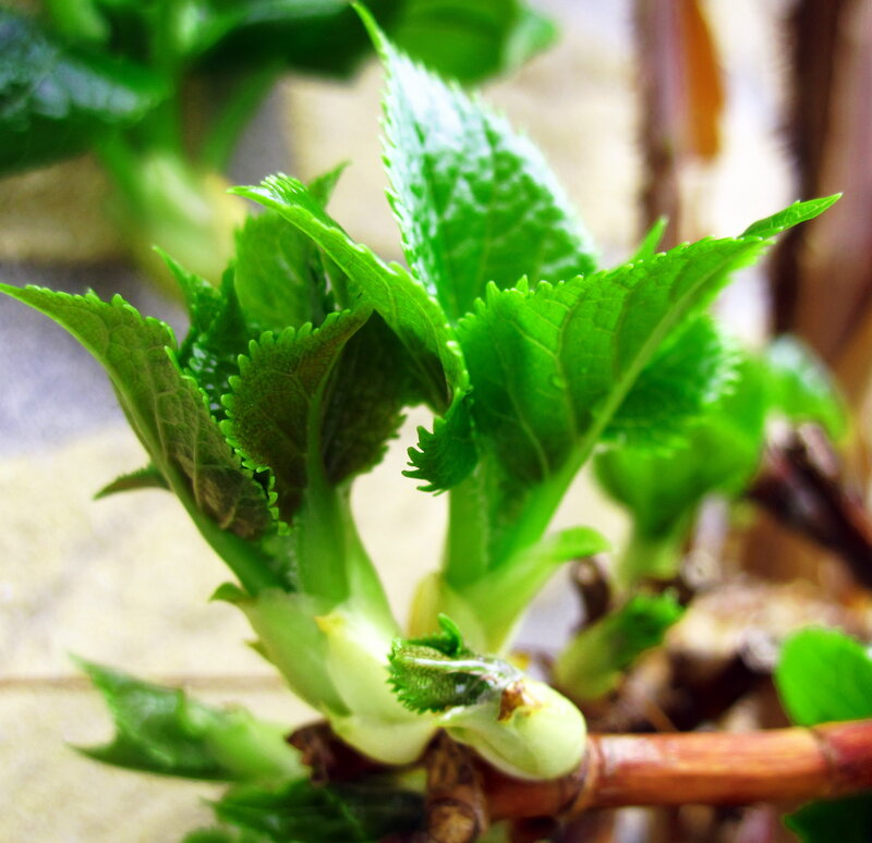 New Green Leaves Sprouting
