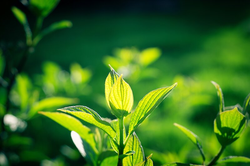 New Green Leaves