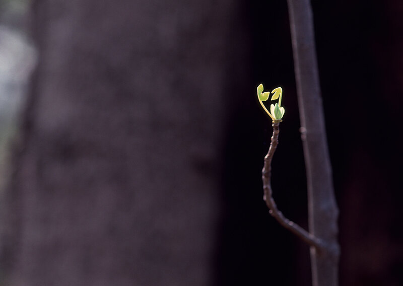 New growth on a tree branch