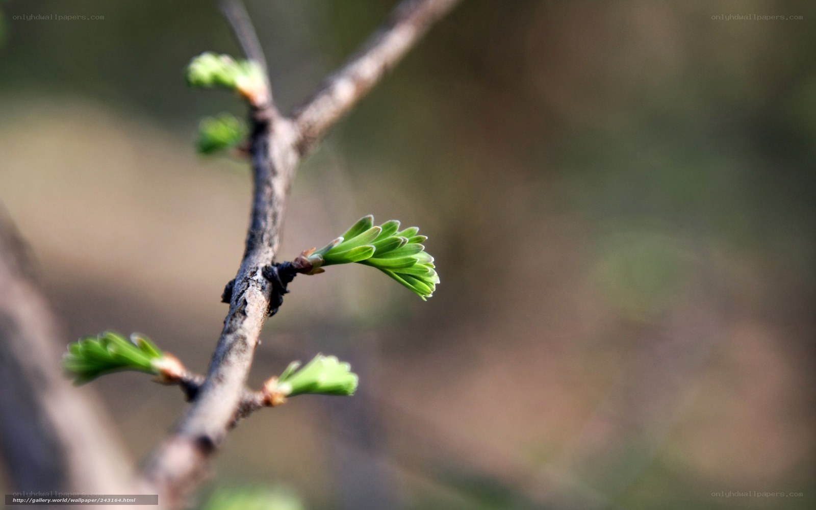 new growth on a tree branch