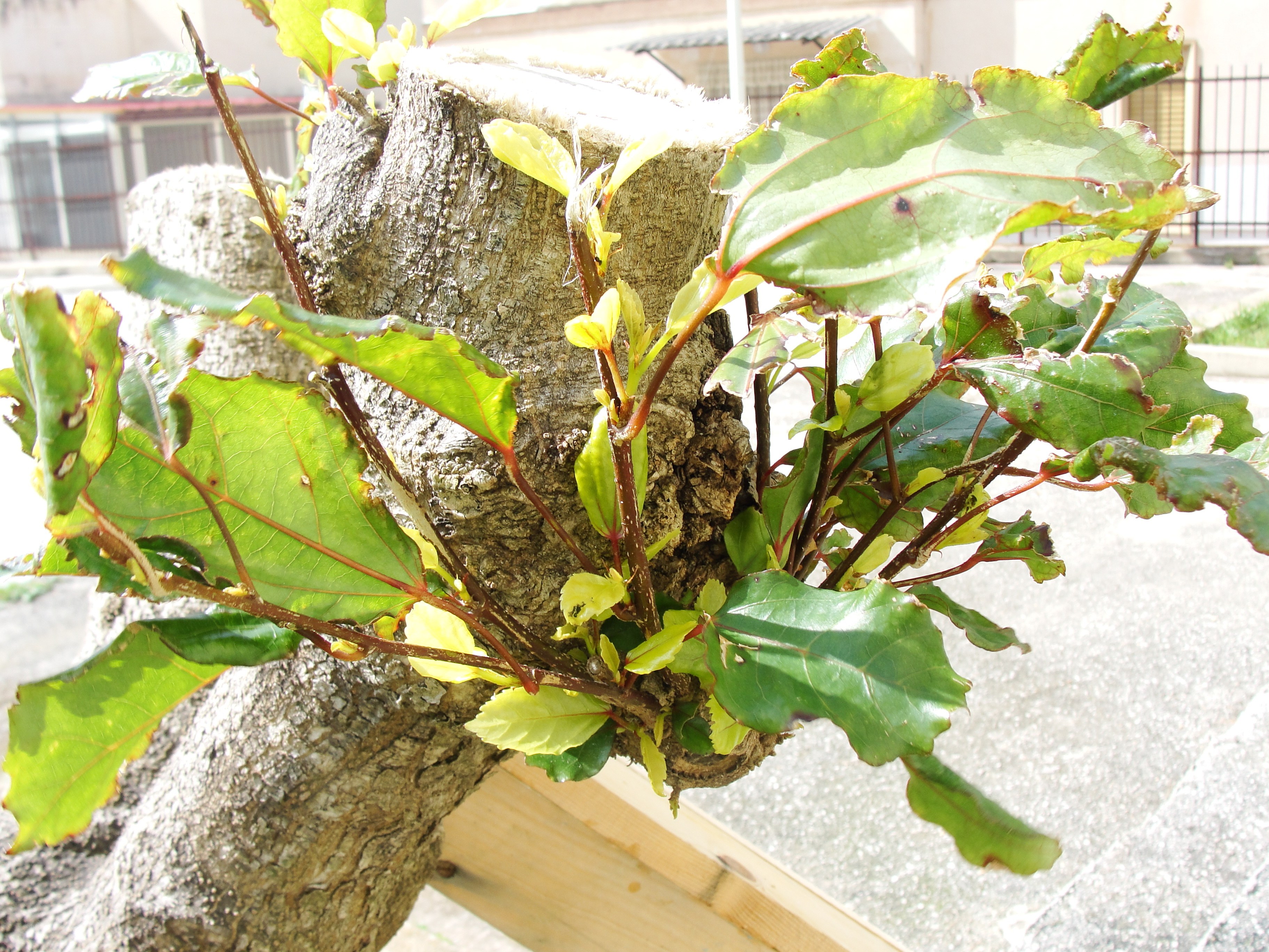 new growth on a tree stump