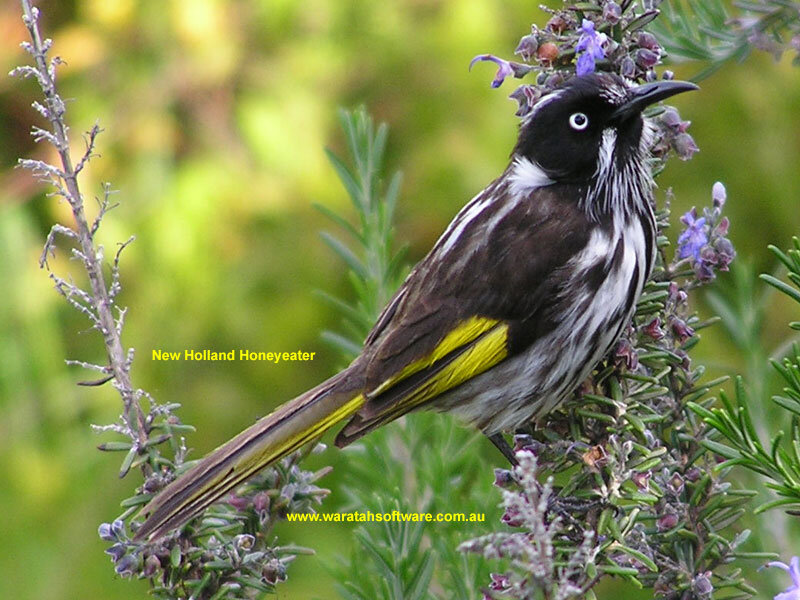 New Holland Honeyeater