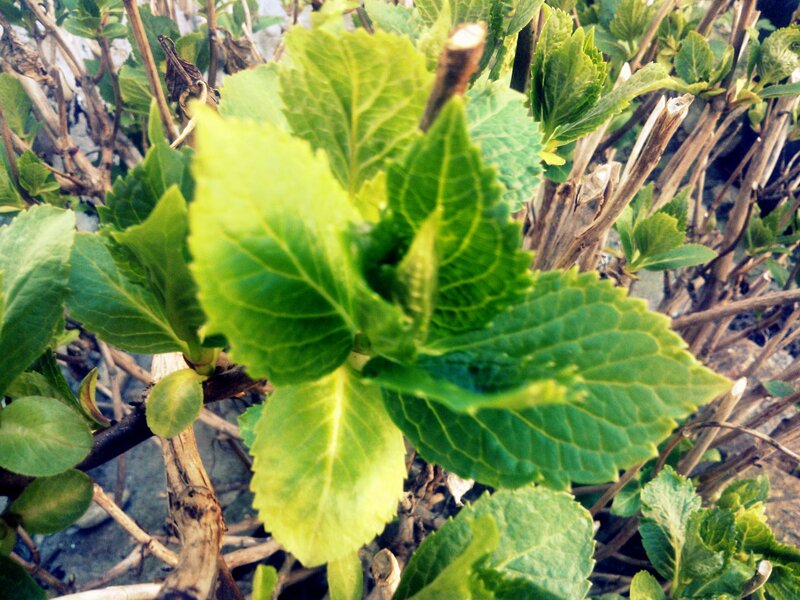 New Hydrangea Leaves