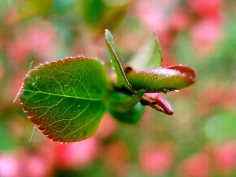 New Leaf Bud on Branch