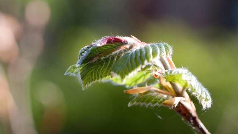 new leaf buds in sunlight