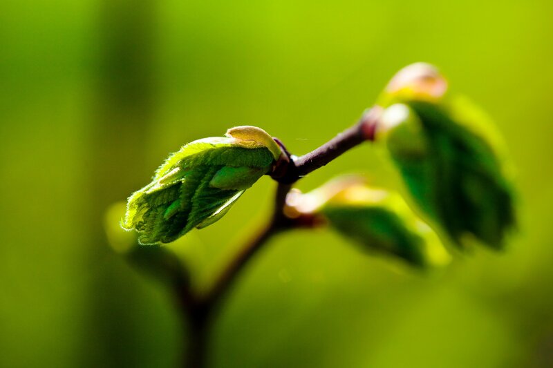 new leaf buds on a branch