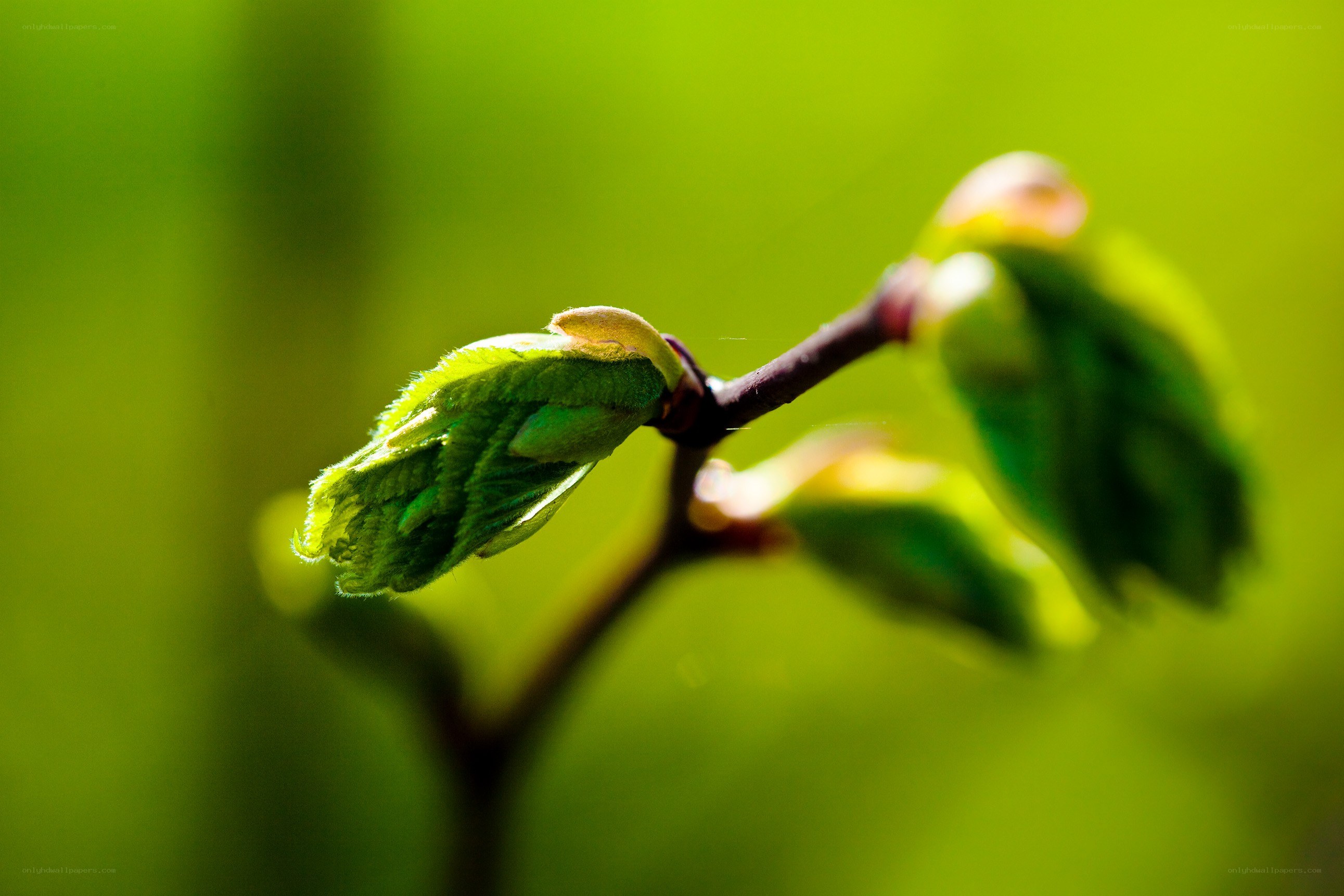 new leaf buds on a branch