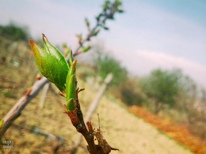 New Leaf Buds on Branch