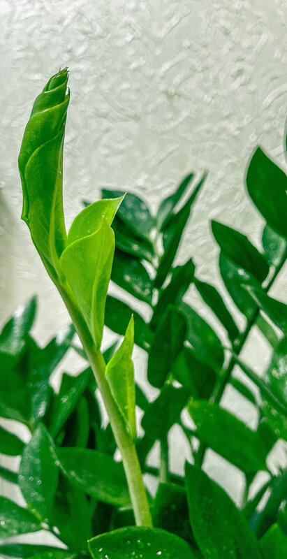 New Leaf Growth on Plant