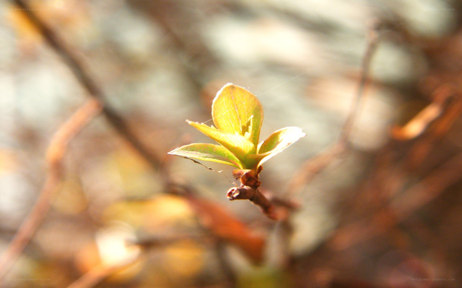 new leaf in sunlight
