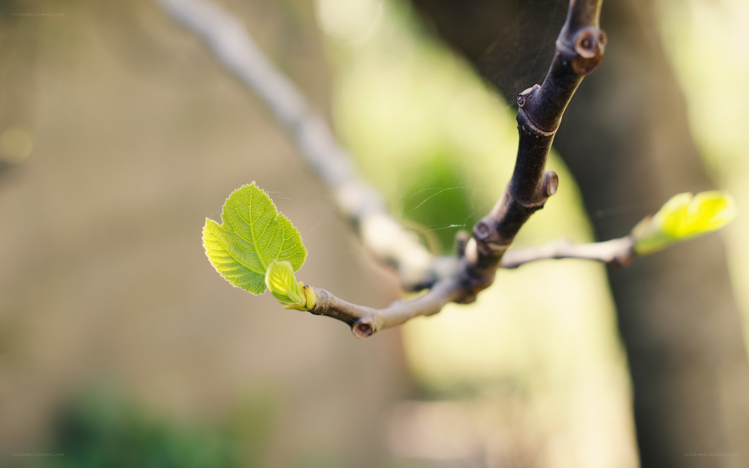 new leaf on a branch