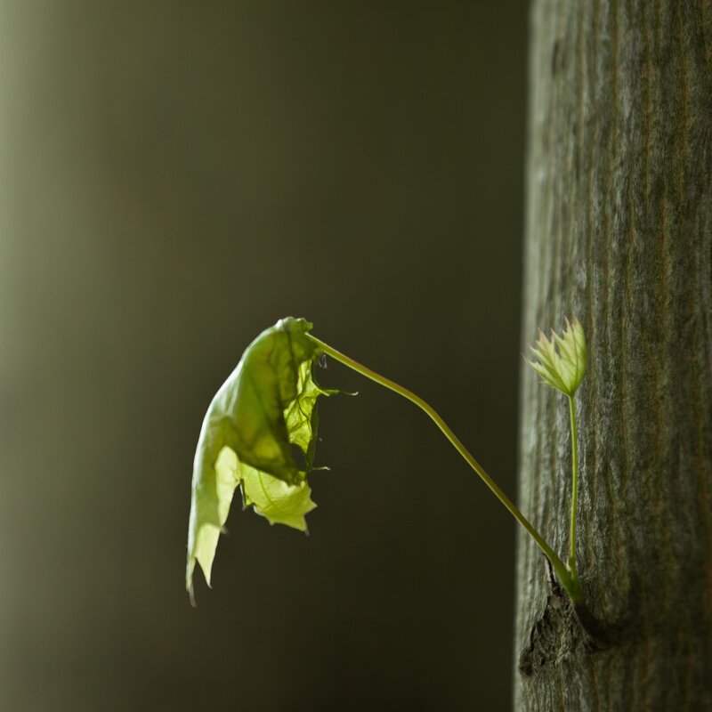 New leaf on a tree trunk