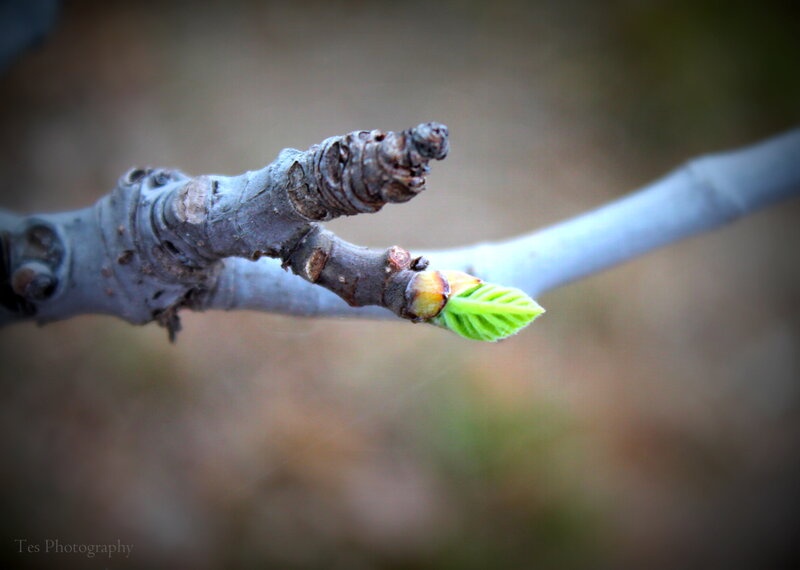 New Leaf on Tree Branch