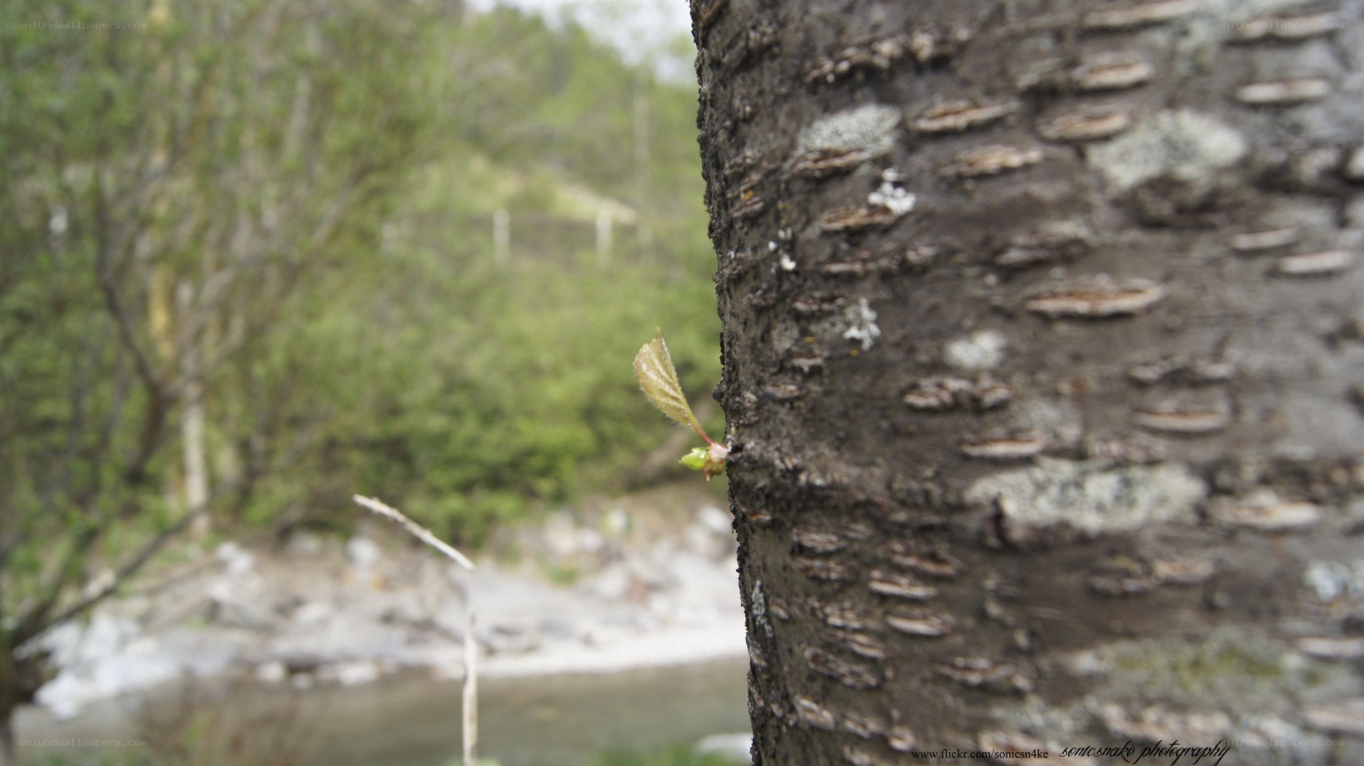 new leaf on tree trunk