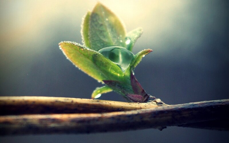 New Leaf Sprout — Green, Serene, Spring