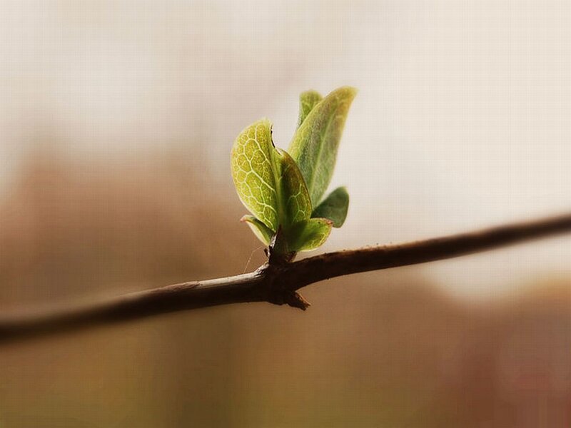 New Leaf Sprout — Green