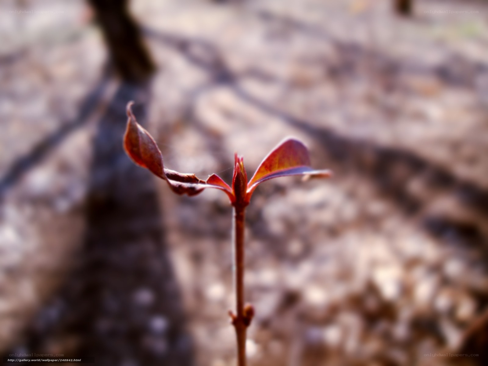 New leaf sprout in spring