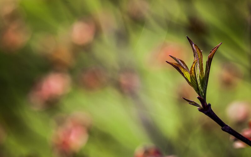 new leaf sprout