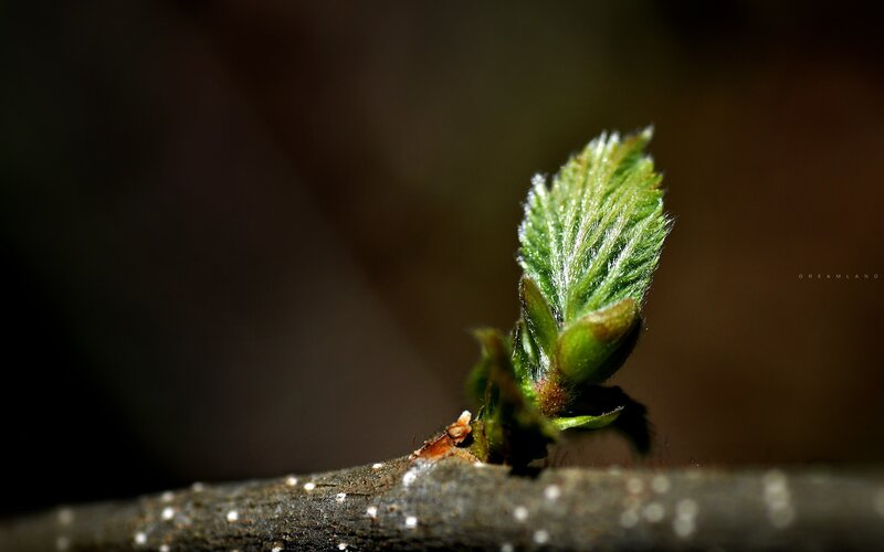 new leaf sprouting
