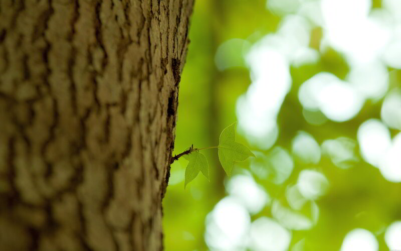 New Leaf Sprouting — Green