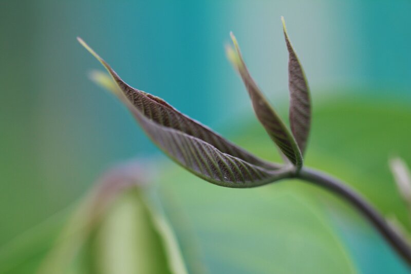 new leaf sprouting