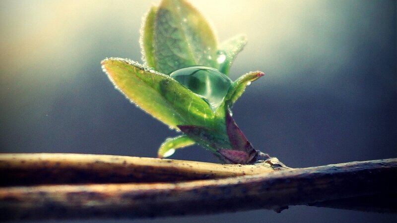 New Leaf with Water Droplet
