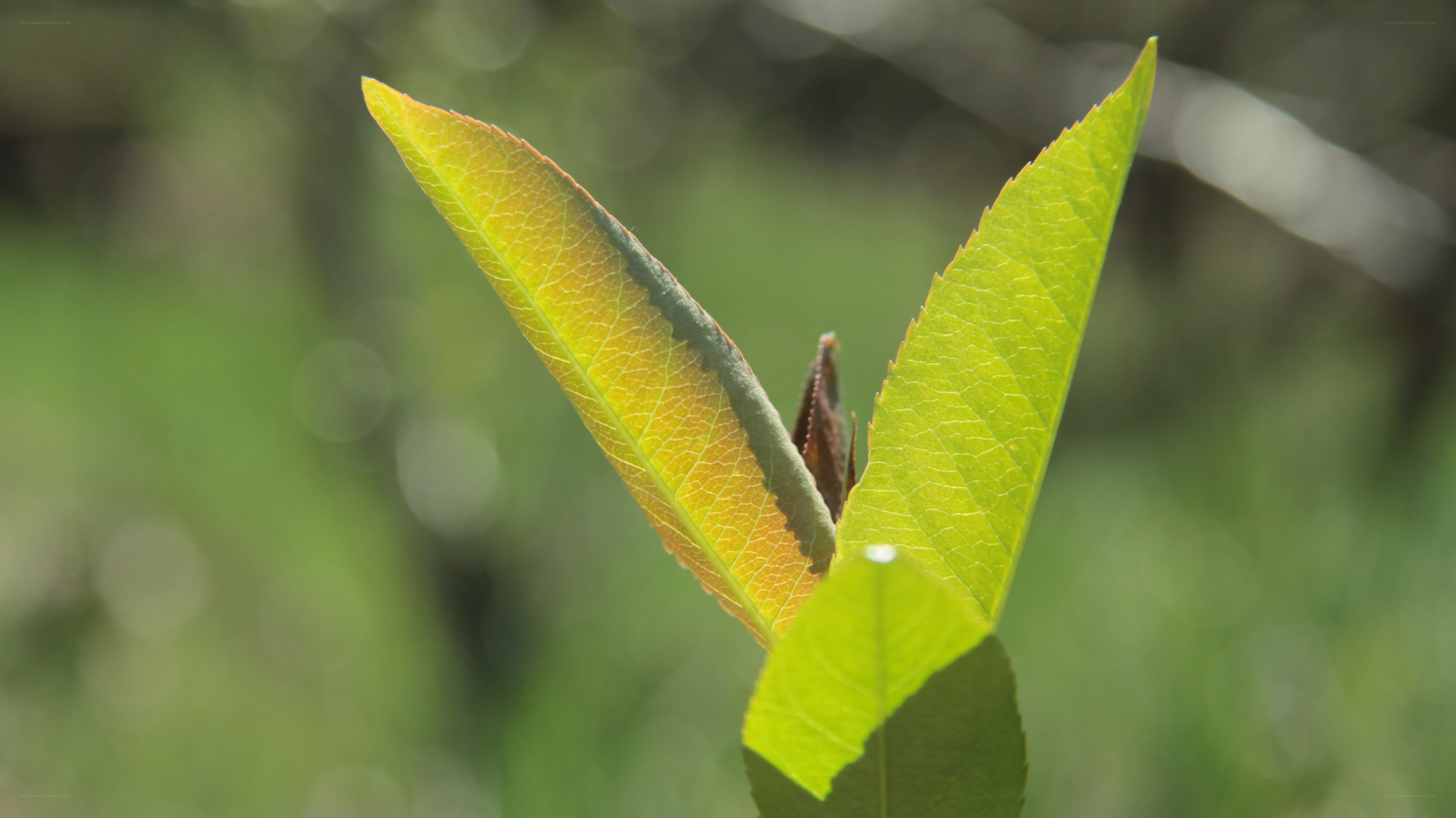new leaves in sunlight