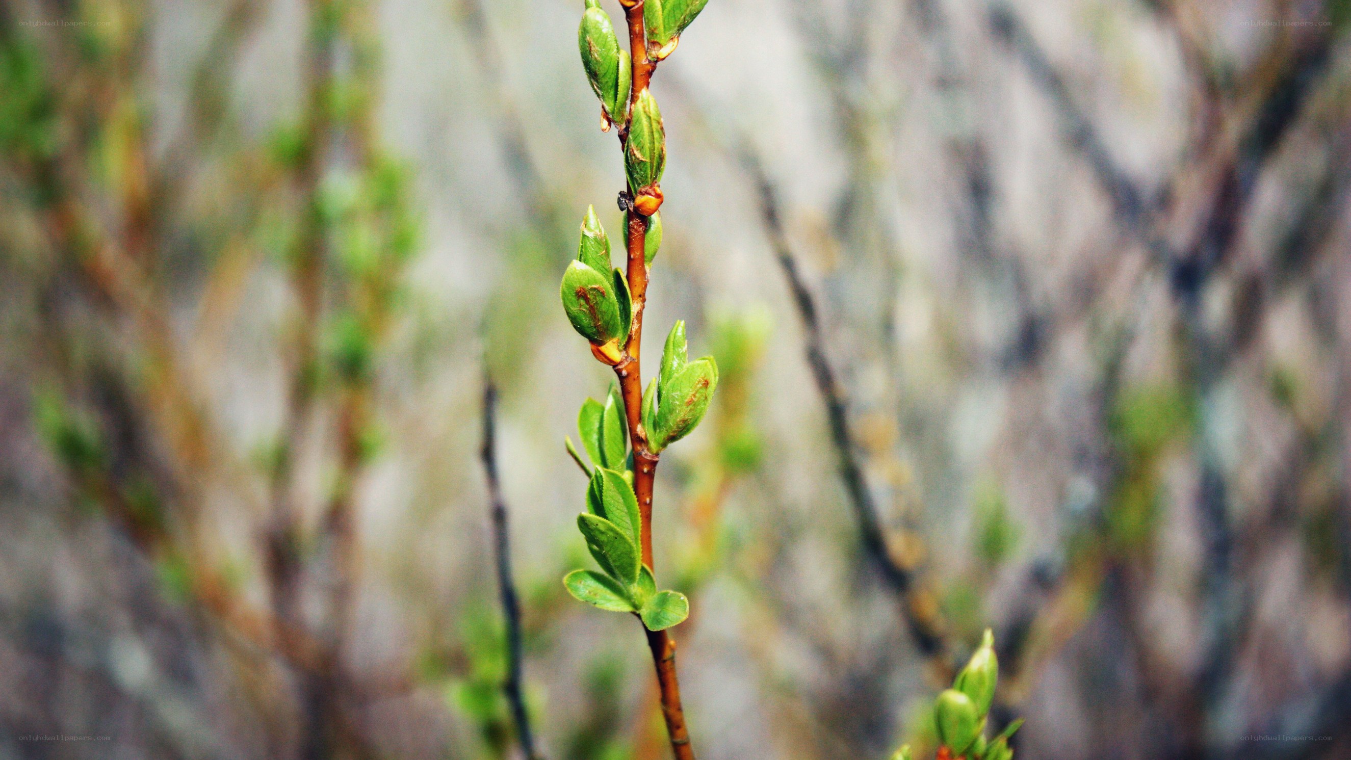 new leaves on a branch