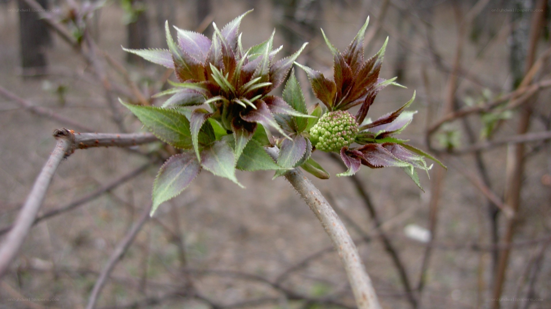 new leaves on a branch