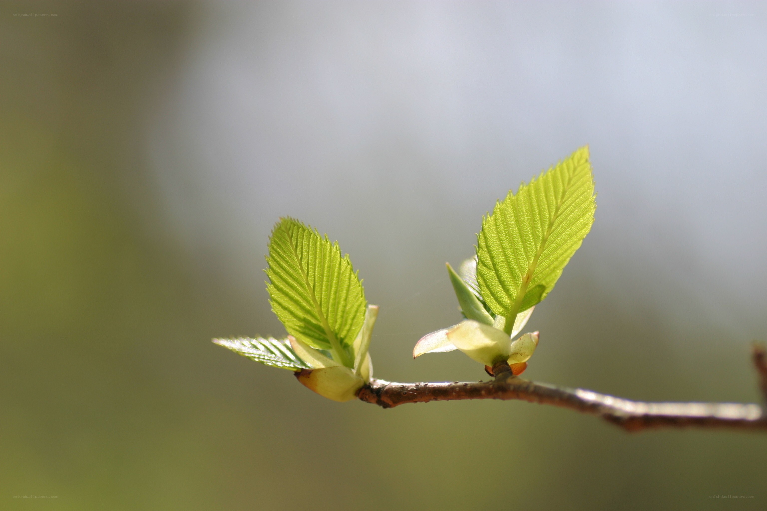 new leaves on a branch