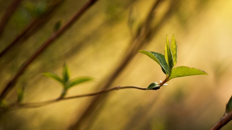 new leaves on a branch