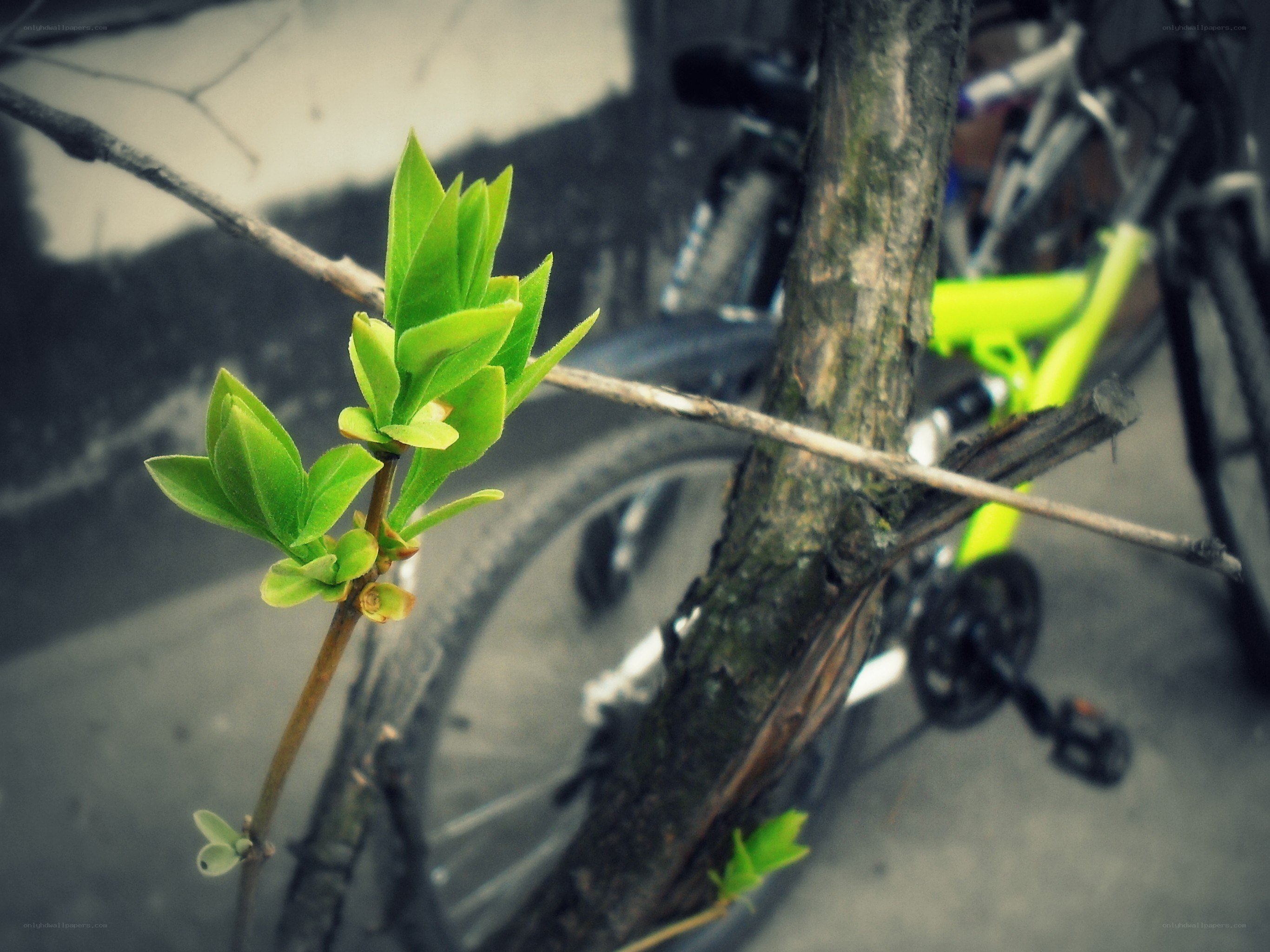 new leaves on a branch