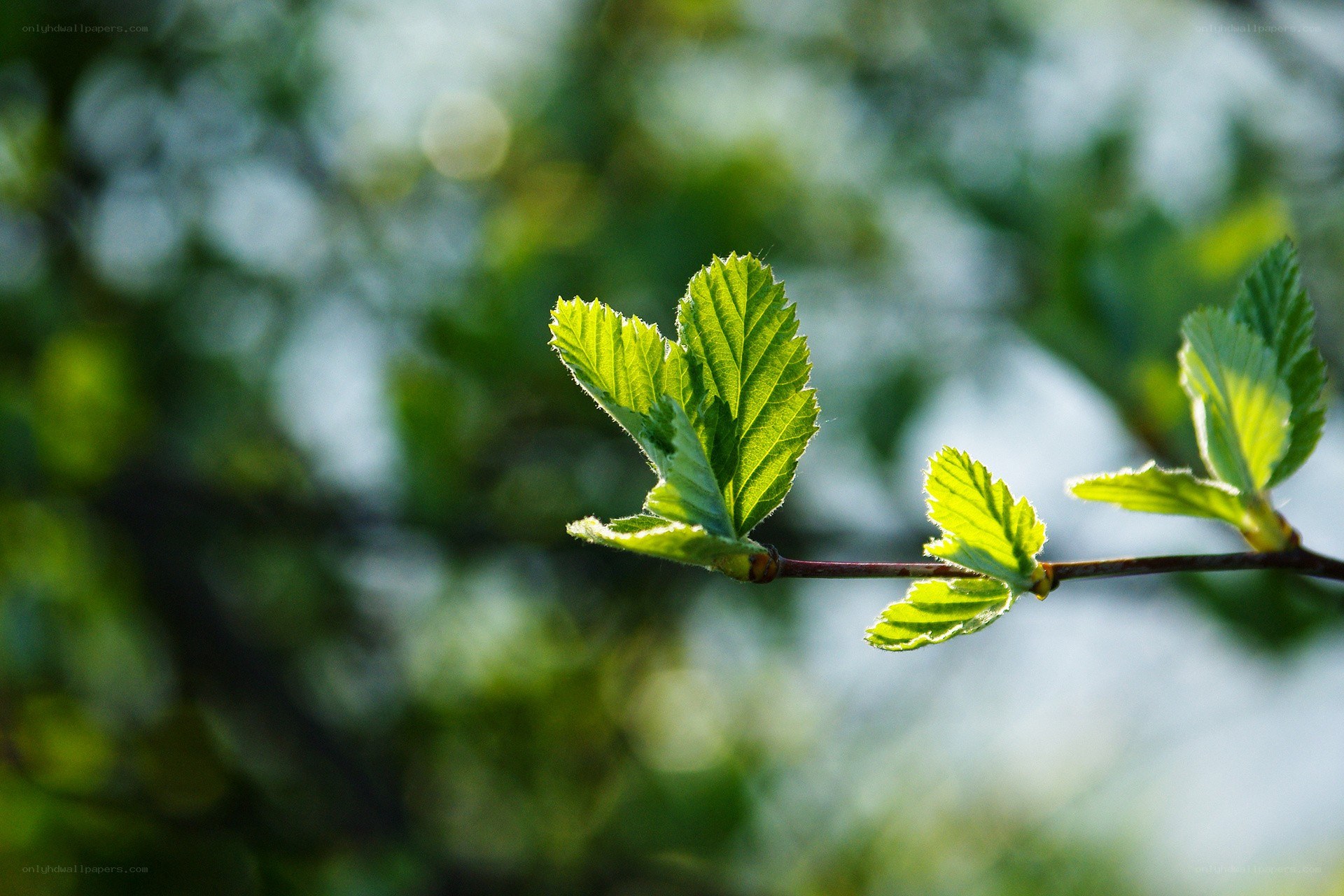 new leaves on a branch