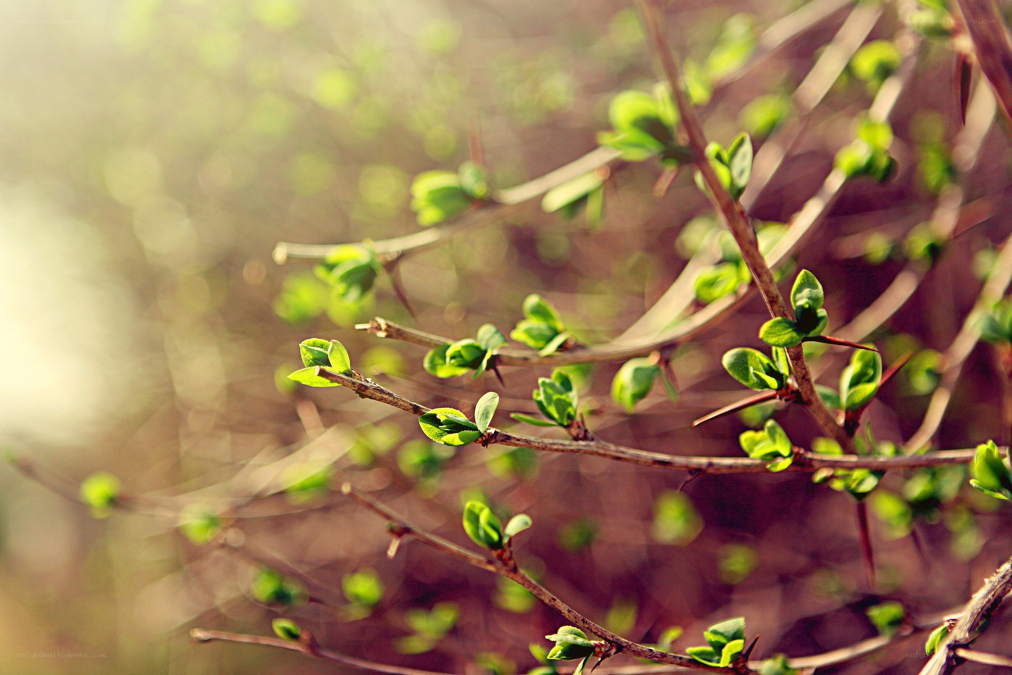 new leaves on a branch