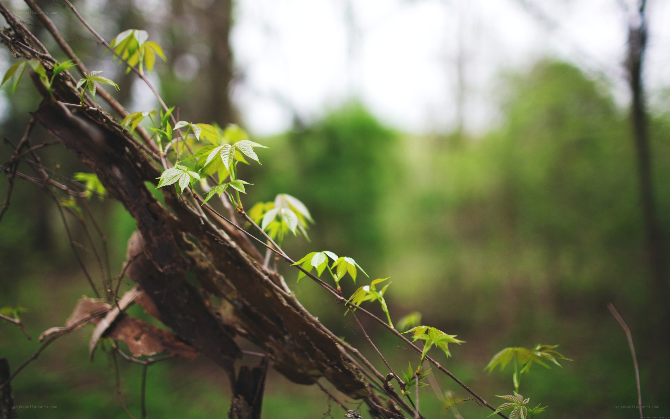 new leaves on a branch