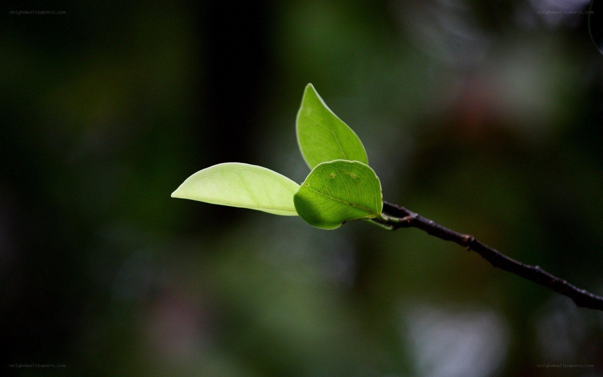 new leaves on a branch