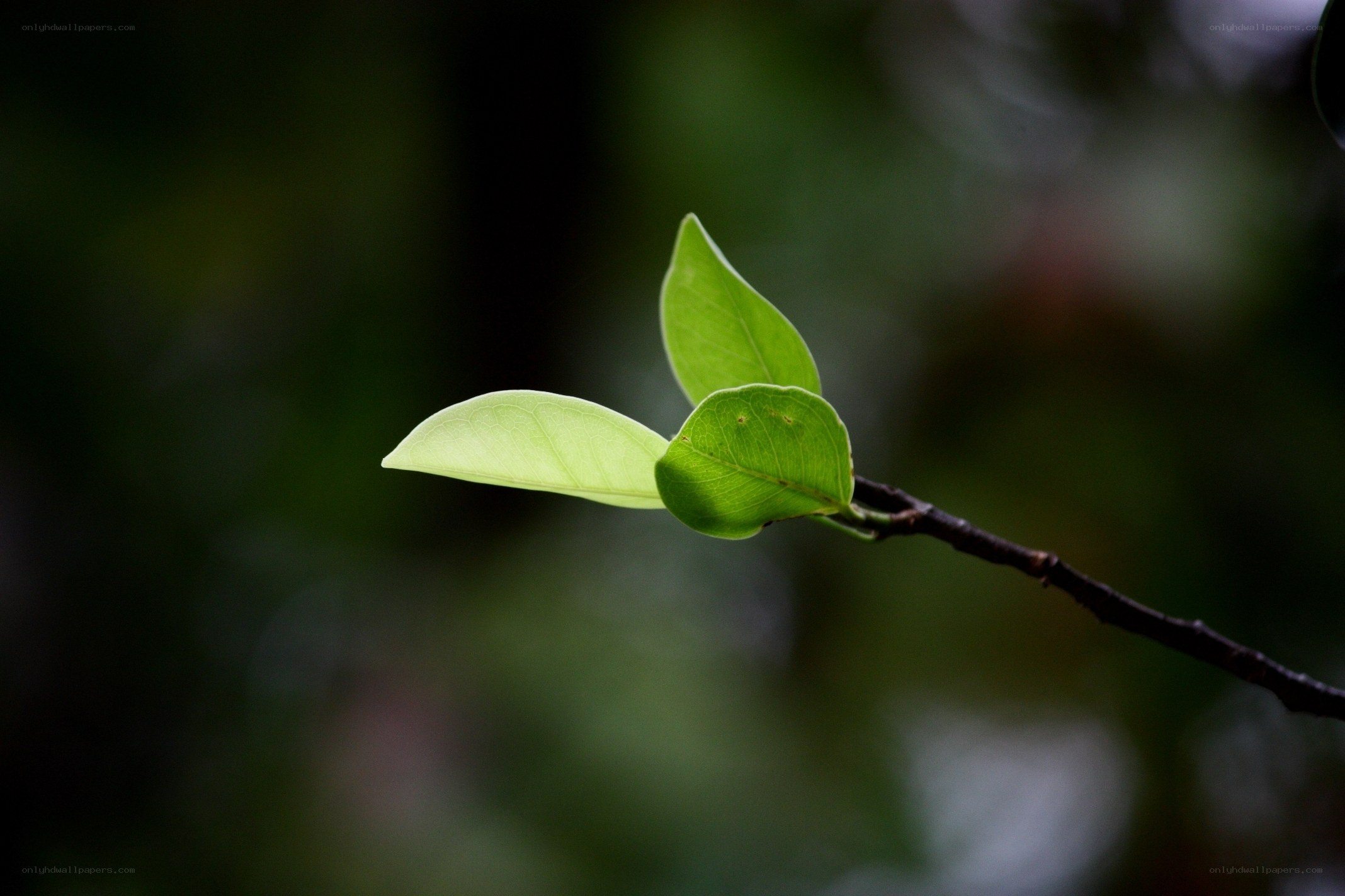 new leaves on a branch