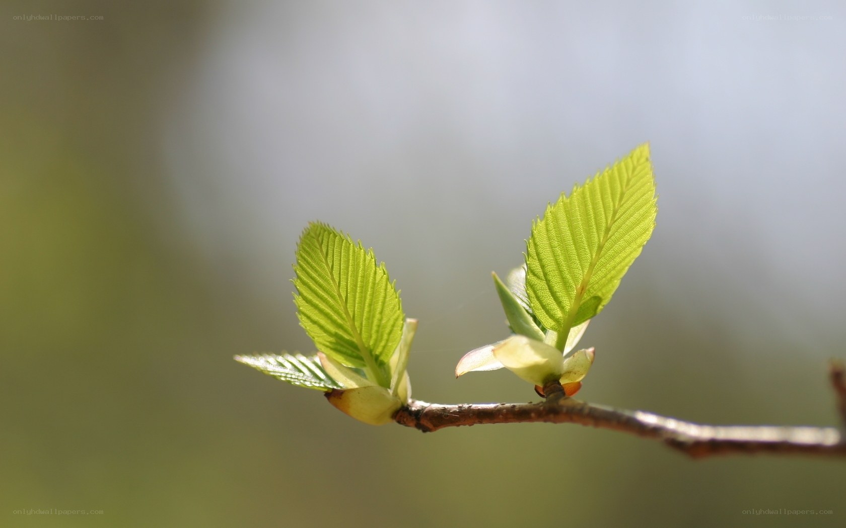 new leaves on a branch