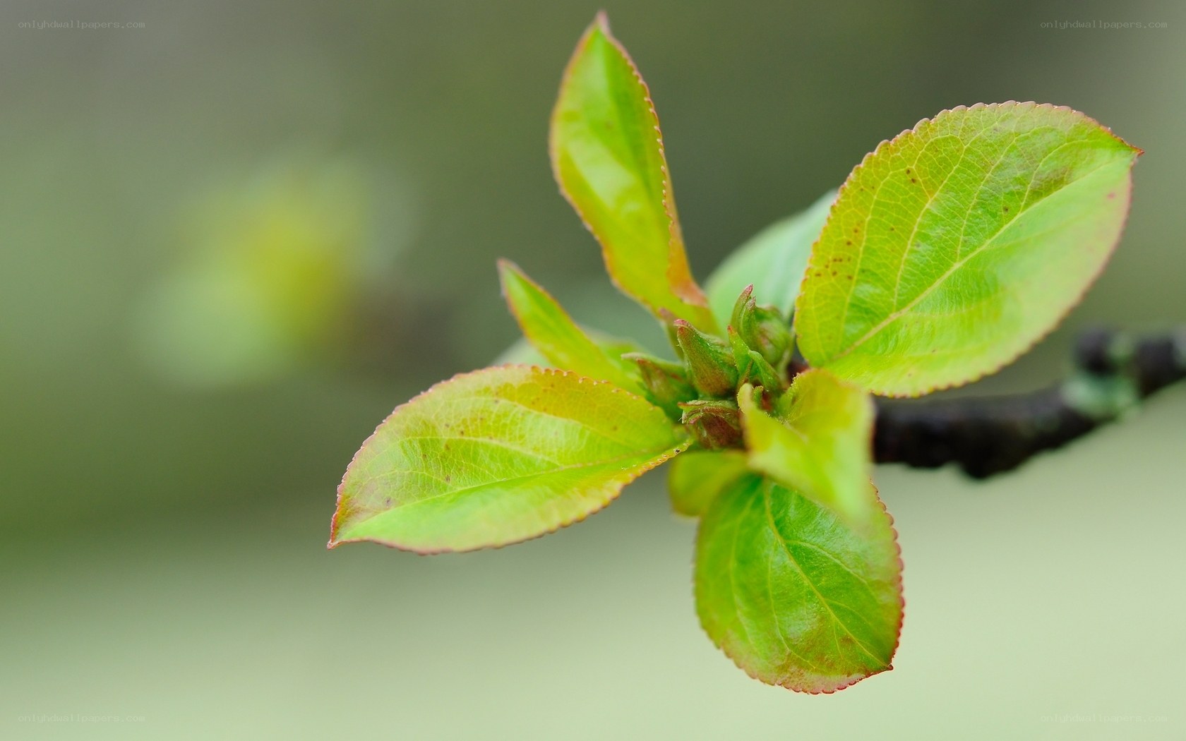 new leaves on a branch