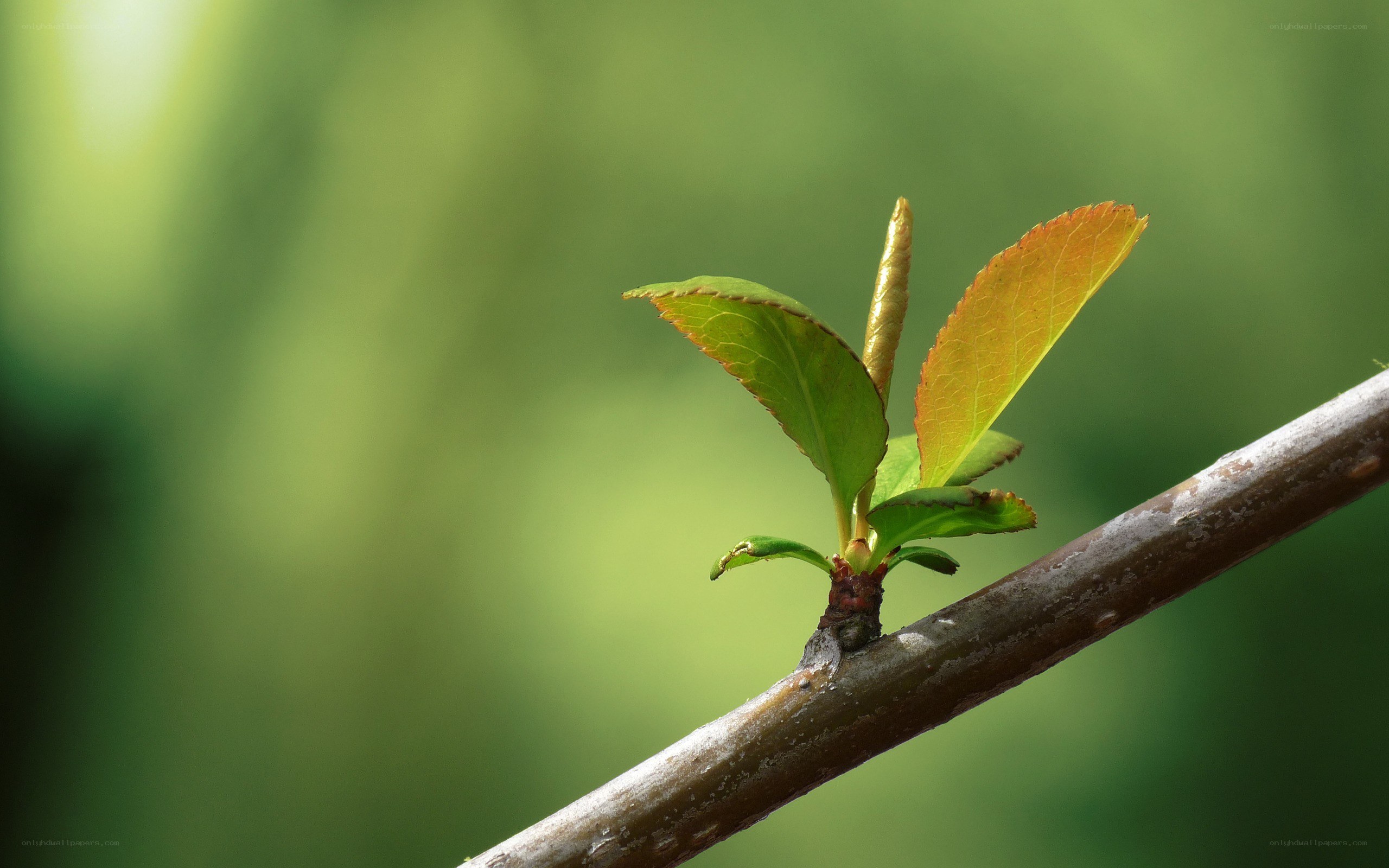 new leaves on a branch
