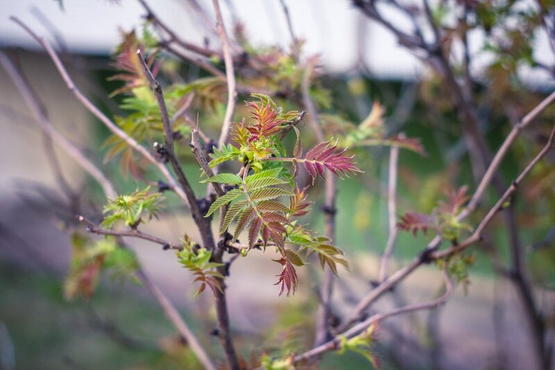 New Leaves on a Branch — Green, Calm, Spring