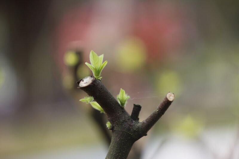 New Leaves on a Branch — Green, Calm