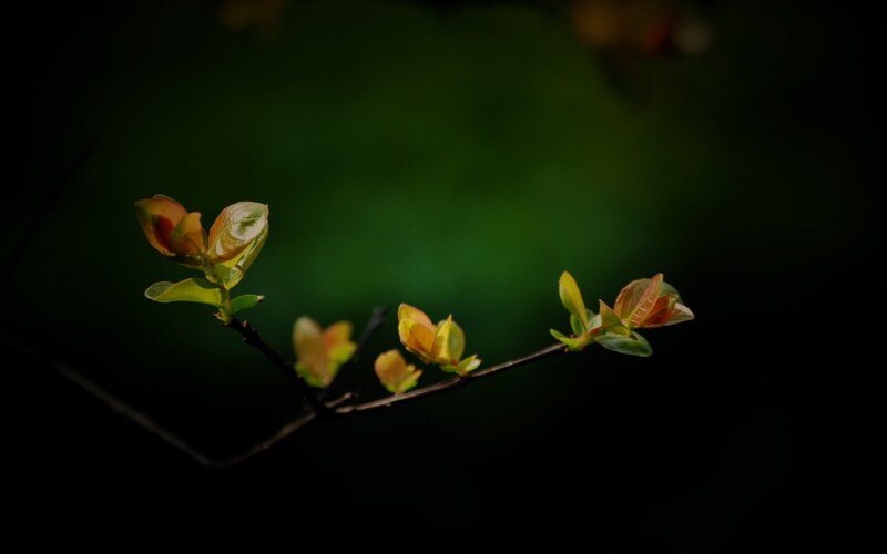 New Leaves on a Branch — Green, Dramatic