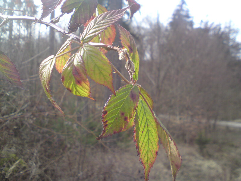 New Leaves on a Branch — Green, Natural, Spring