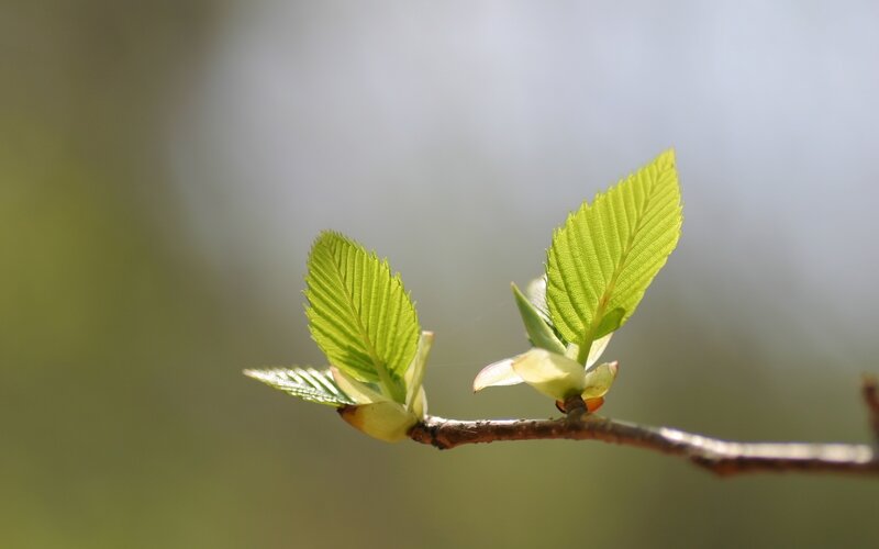 New Leaves on a Branch — Green, Serene, Spring, Photograph, Buds