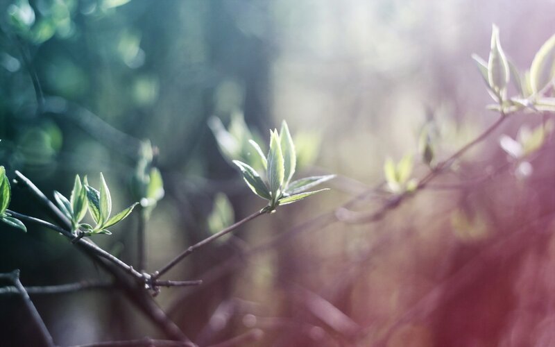 New Leaves on a Branch — Green, Serene, Spring, Photograph, Sunlight