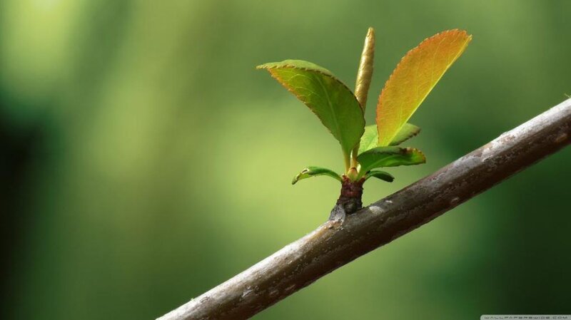 New Leaves on a Branch — Green, Serene, Spring